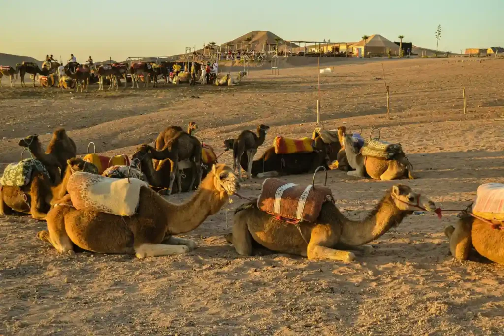 Camels resting on the Agafay Desert sands at sunset, with a desert camp and hills in the background.