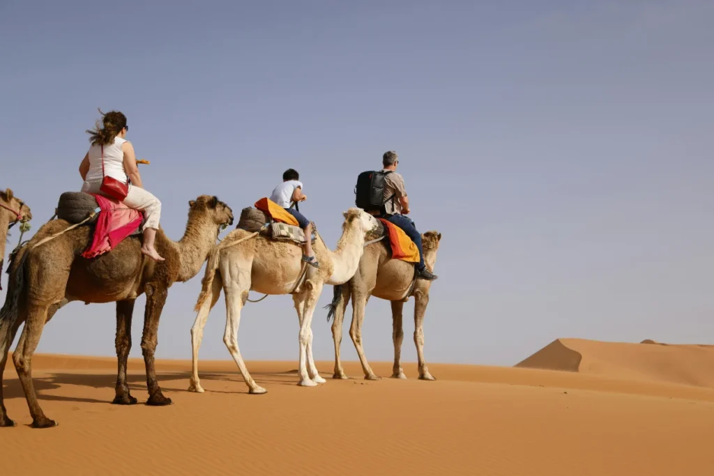 A caravan of camels rests on undulating orange sand dunes under a vast clear sky in Morocco.